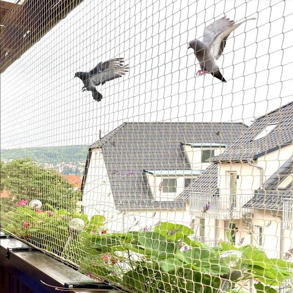 Pigeons often invade balc
