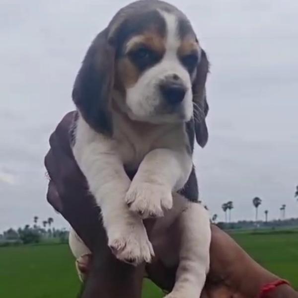 Best Pet Shop In Nagpur for Al