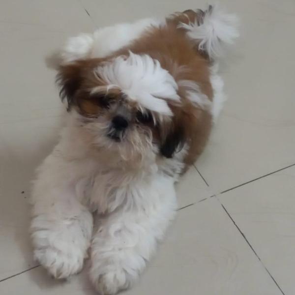 Best Pet Shop In Nagpur for Al