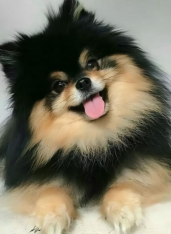 fluffy toy pom