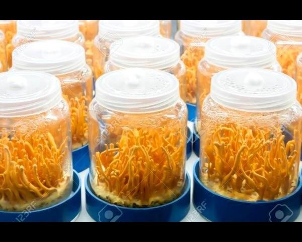 I am Dr. Mohan, a Mushro