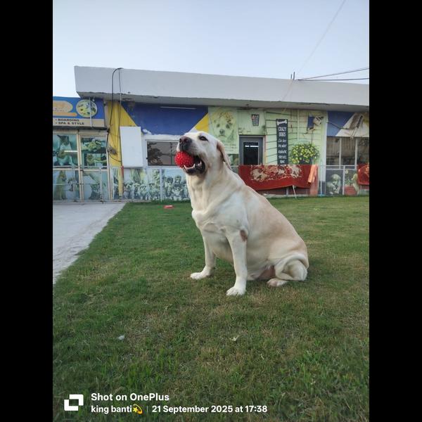 1. Friendly & promotional:
🐶