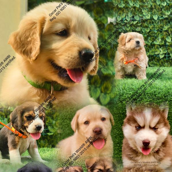 golden retriever dog price ind