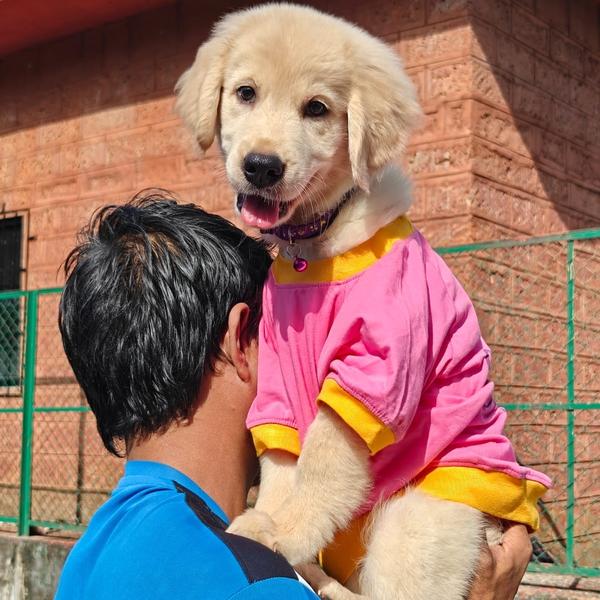 golden retriever dog price ind