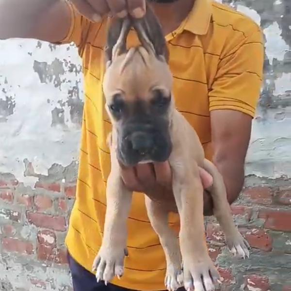 top quality dog breed puppies 