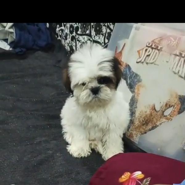Quality Shitzu Puppies Availab