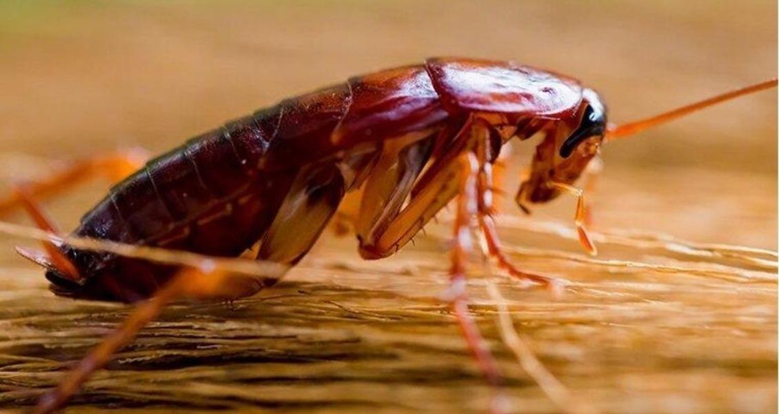Cockroaches are among the most