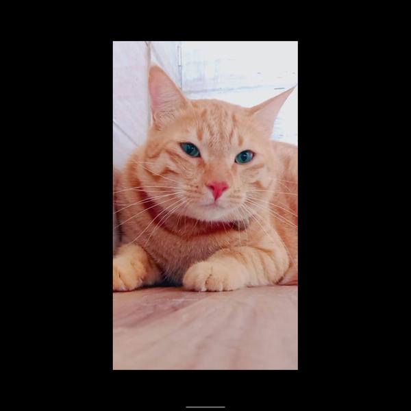 separate boarding for cats and