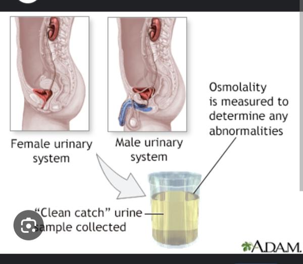 regulate water balance