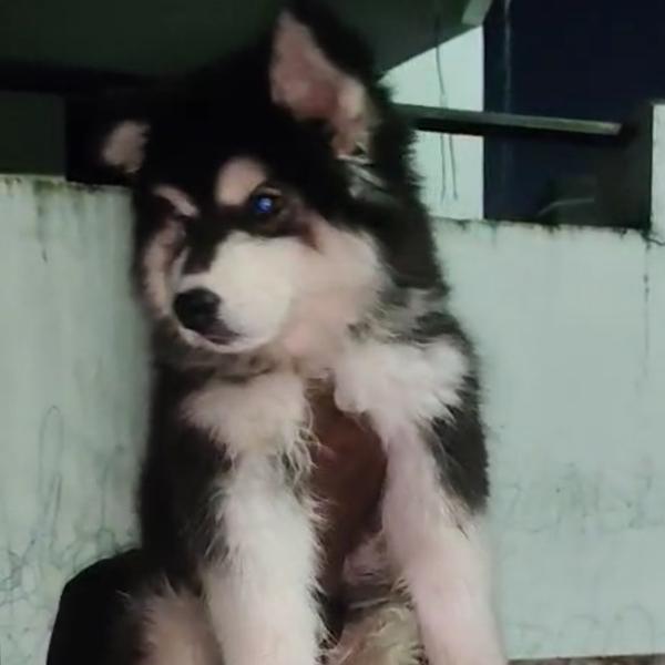 top quality husky puppies avai