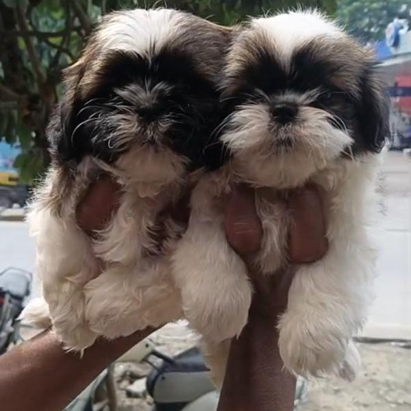 top quality shih tzu puppies
