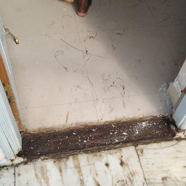 termites inspection