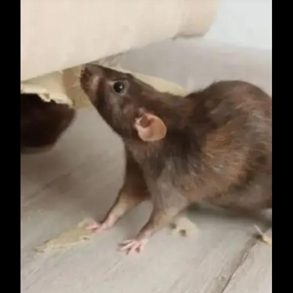 pest control service provider 
