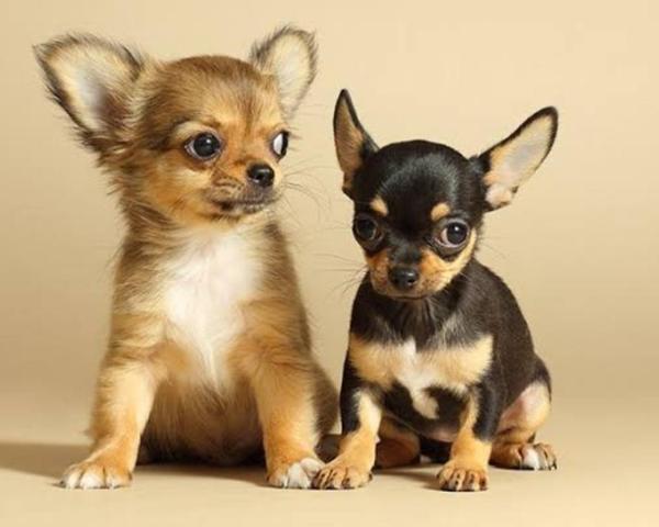 Chihuahua dog puppies ava