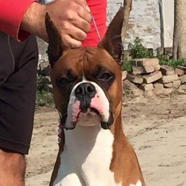 Boxer dog puppies availab