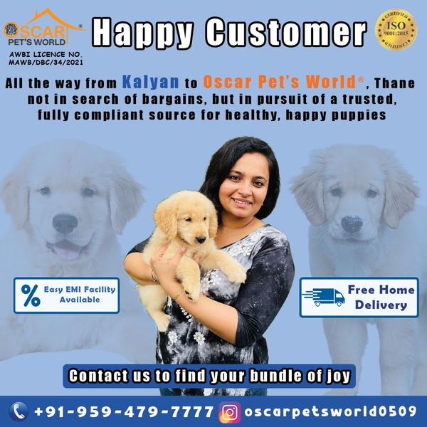 toypomforsale petparentsindia