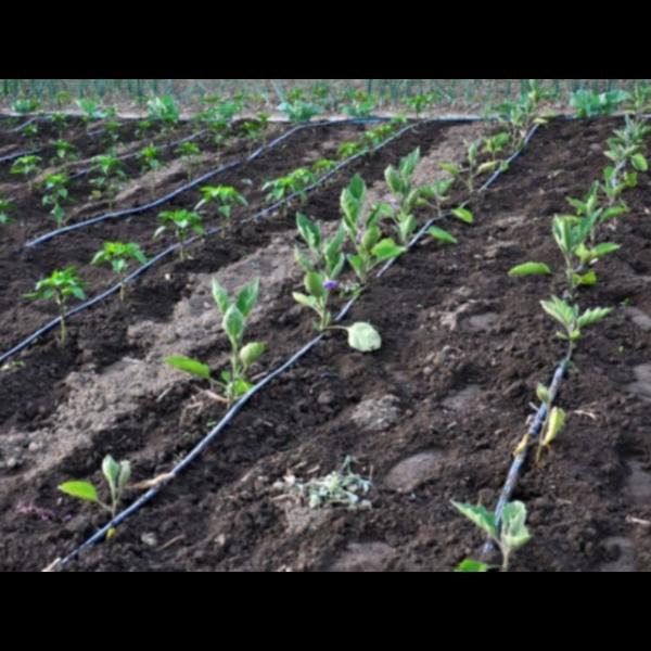 Water management plays a critical role in sustaini