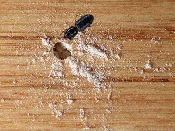 high mosquito activity