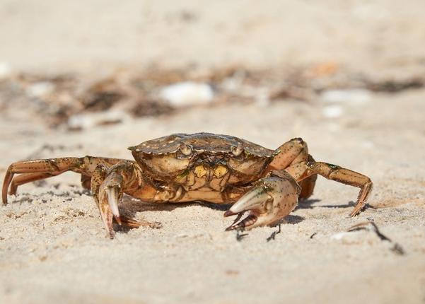 For seafood enthusiasts, 