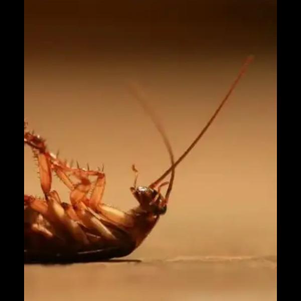 cockroach allergy prevention