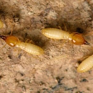 costly termite damage