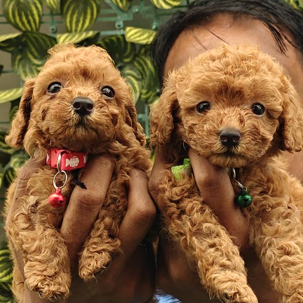 siberian husky puppies with va