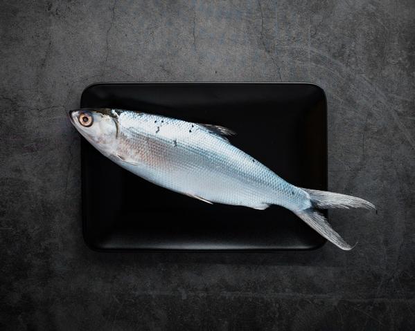 King Fish has a loyal fan