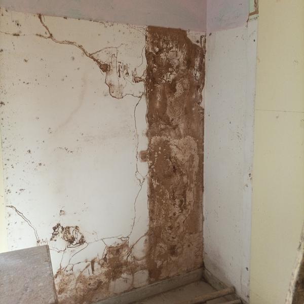 termite damage to cabinets