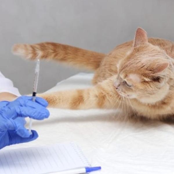 🐶 Super Vets Clinic 🐱 – Your