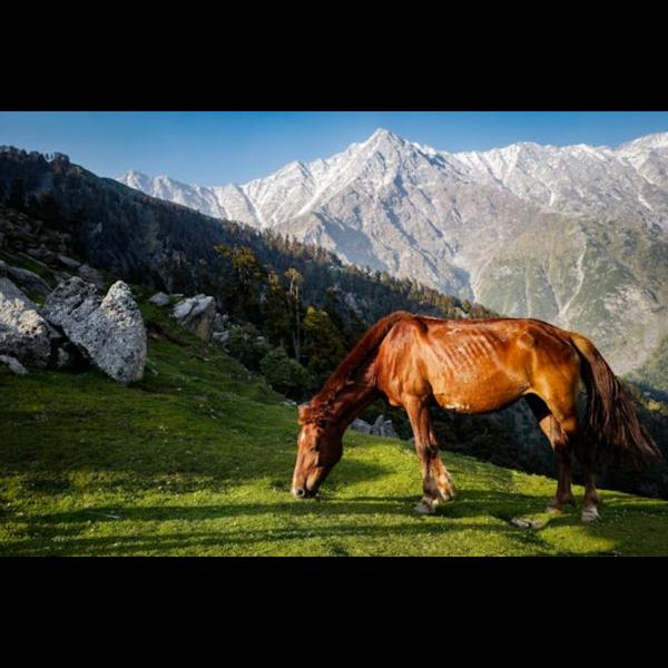 Kashmir Tour Packages from Del