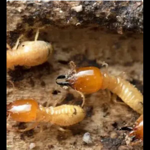 termite control specialists mu