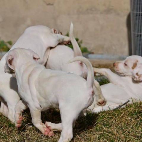toypomforsale petparentsindia