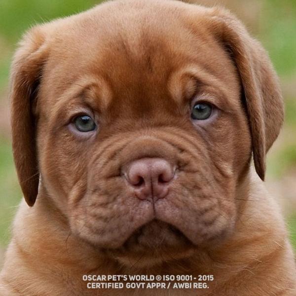 original bloodline dog breeds