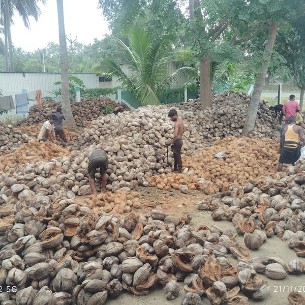 Export brown Agrade cocon