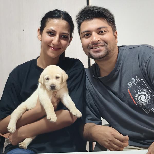 best chocolate labrador puppie