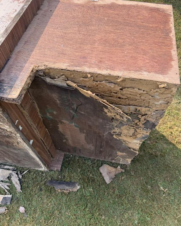 Pest Control In Jaipur Pe