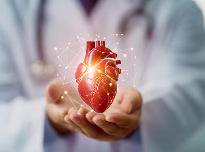 Heart health plays a quiet but powerful 