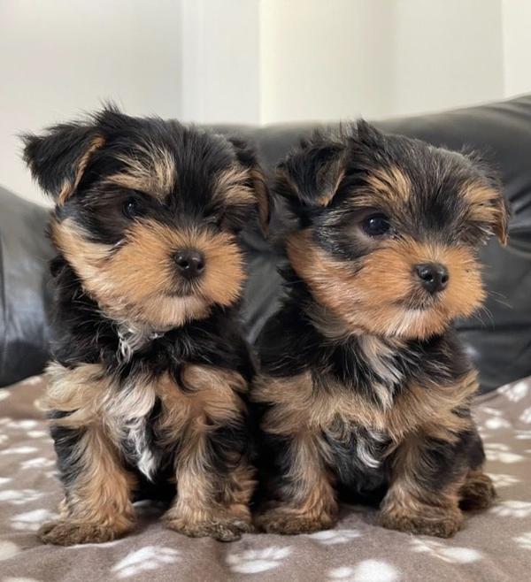 small apartment dogs maharasht