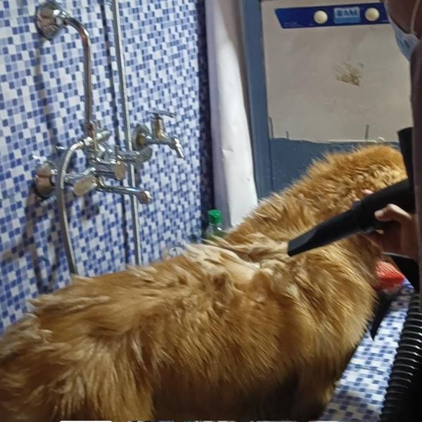 amit pet shop nagpur services