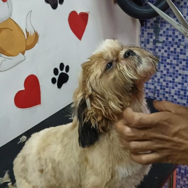 amit pet shop nagpur services