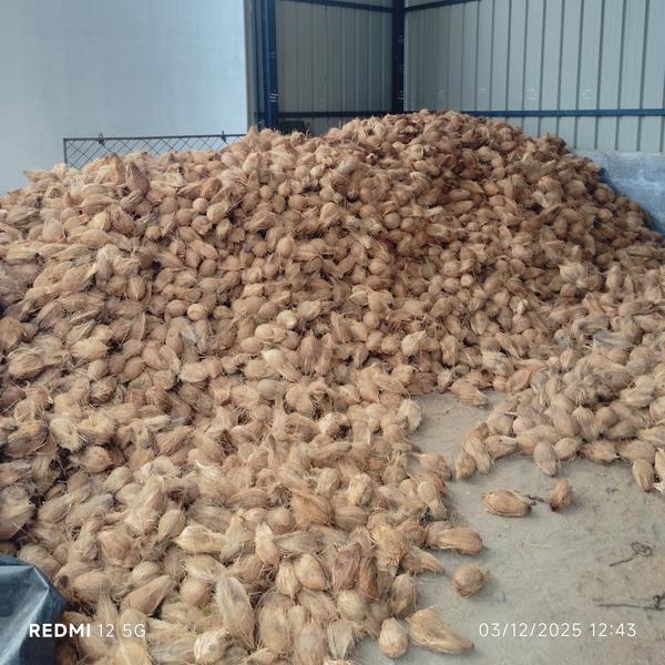 Export brown coconut 13kg