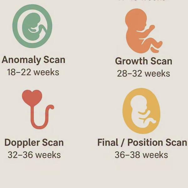 placenta and fetal blood flow 