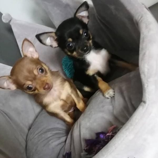 legal pet breeding practices k