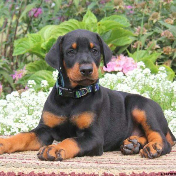 safe puppy buying india