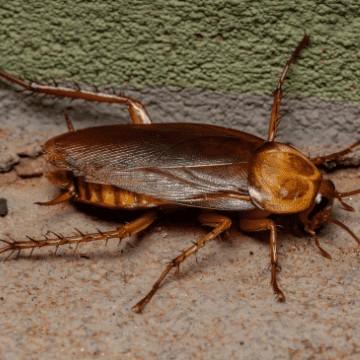 american cockroach exterminato