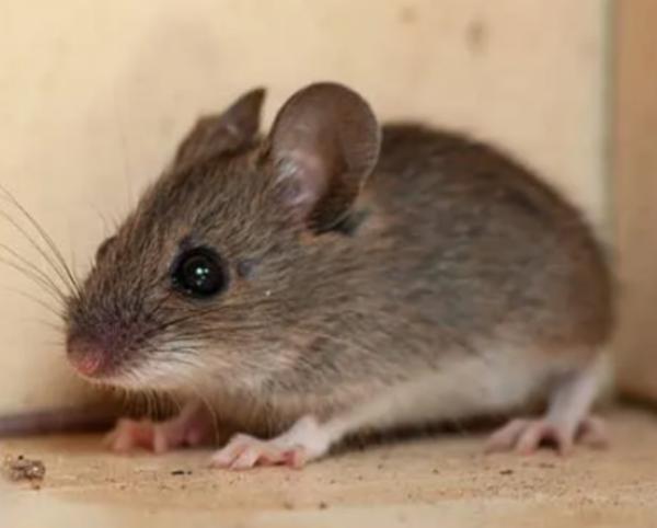 Rat control treatment is an