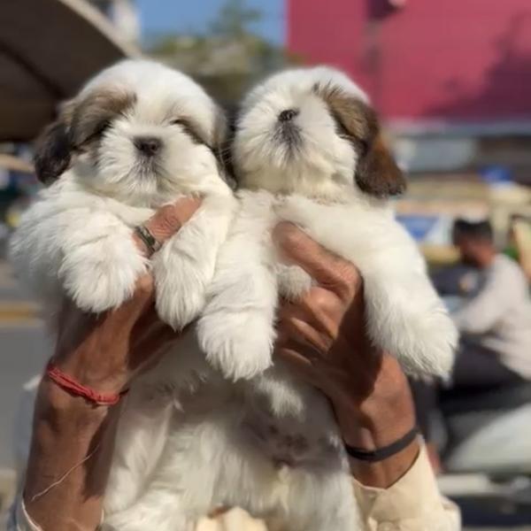 shitzu puppies nagpur