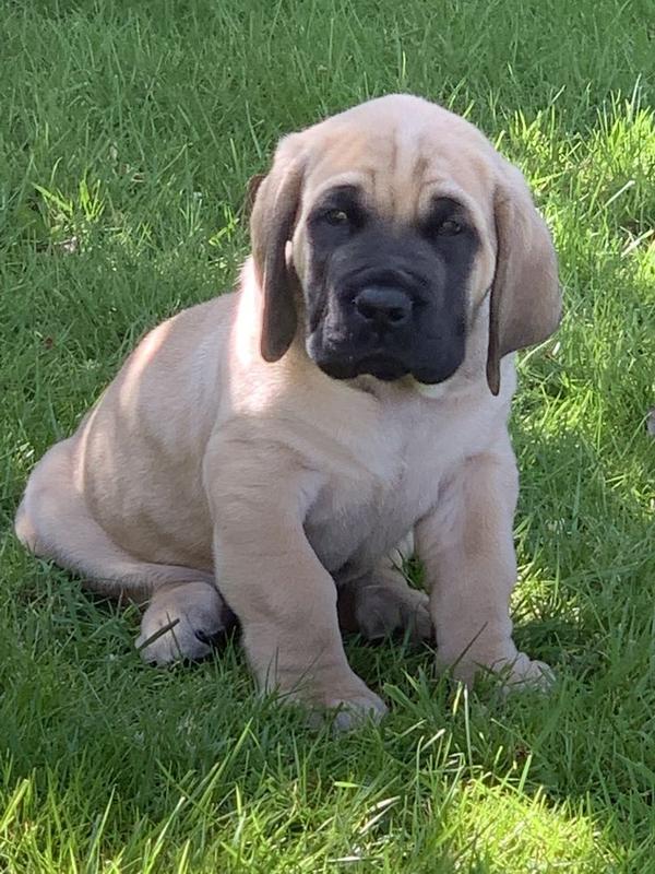 vaccinated dewormed vet checke