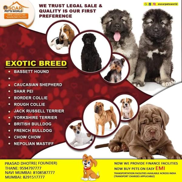 how to buy puppies in india le