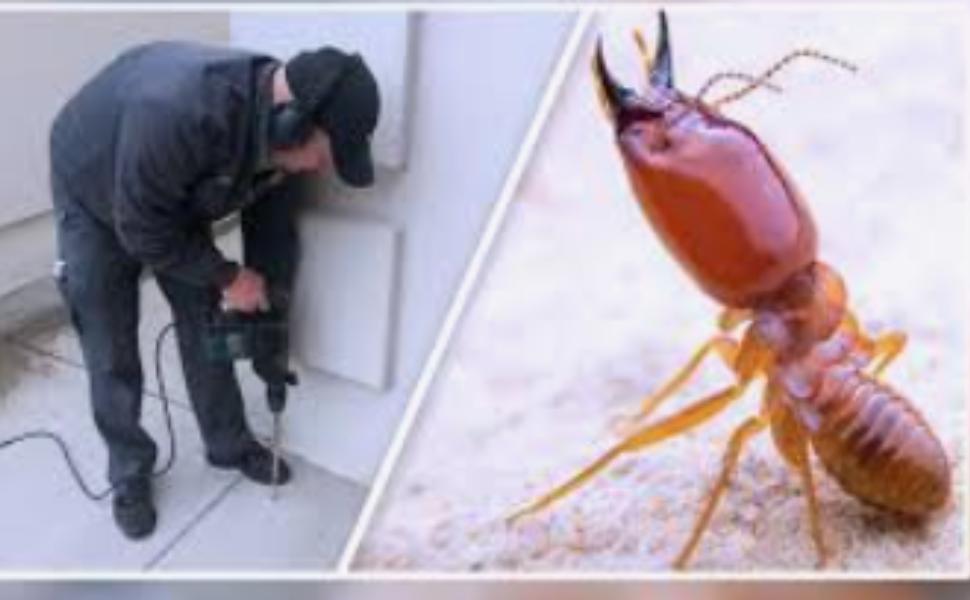 Pathrol Pest Control offers